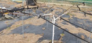 박상중님의 기타작물 · 영농일지 작성글 사진