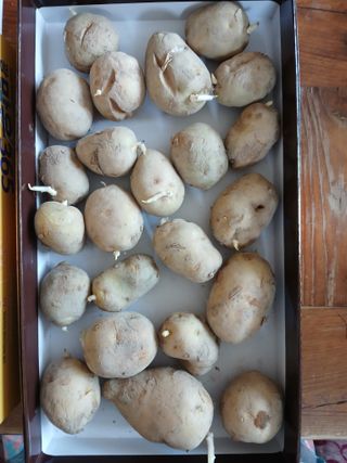 이갑덕님의 감자 · 영농일지 작성글 사진