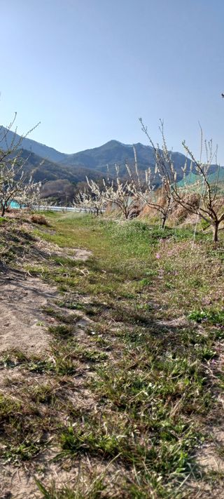 김 연님의 기타작물 · 영농일지 작성글 사진