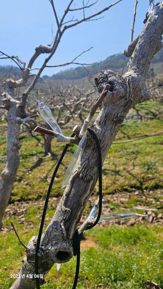 주하네팜(태추,부유님의 감 · 영농일지 작성글 사진