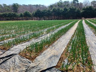 태일농산이정수님의 마늘 · 영농일지 작성글 사진