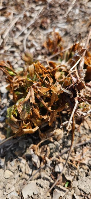 대봉농원 이경화님의 기타작물 · 영농일지 작성글 사진