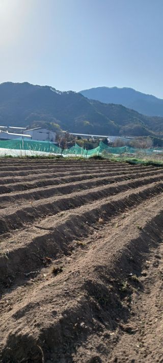 김 연님의 기타작물 · 영농일지 작성글 사진