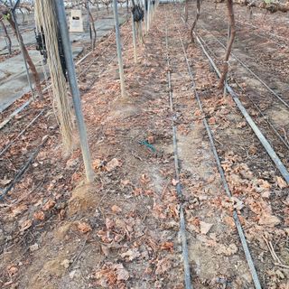 남은현님의 포도 · 영농일지 작성글 사진