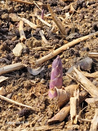 조상연님의 기타작물 · 영농일지 작성글 사진