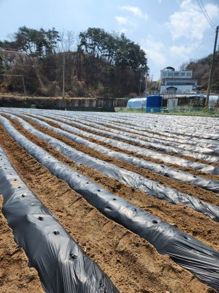 오영세님의 옥수수 · 영농일지 작성글 사진