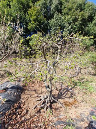 김재열님의 기타작물 · 영농일지 작성글 사진