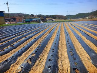 오이8898황산면님의 감자 · 영농일지 작성글 사진