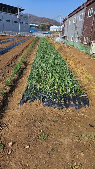 이순정님의 기타작물 · 영농일지 작성글 사진