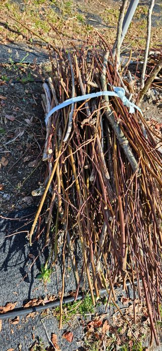 대봉농원 이경화님의 블루베리 · 영농일지 작성글 사진