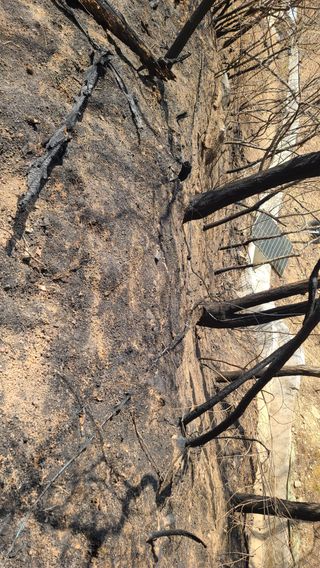 이동걸님의 두릅 · 영농일지 작성글 사진