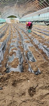 팜모닝 감자·영농일지 게시글 이미지