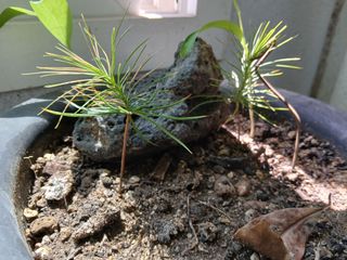 이갑덕님의 기타작물 · 영농일지 작성글 사진