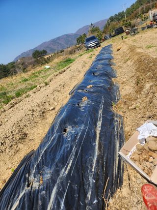 도깨비윤샘 님의 감자 · 영농일지 작성글 사진