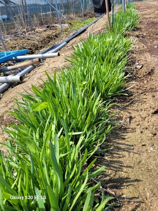 조상연님의 기타작물 · 영농일지 작성글 사진