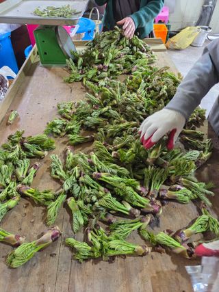 자연농원 윤상수님의 기타작물 · 영농일지 작성글 사진