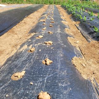 이창화님의 기타작물 · 영농일지 작성글 사진