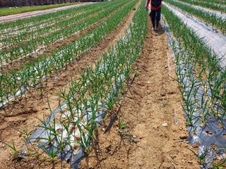 태일농산이정수님의 마늘 · 영농일지 작성글 사진