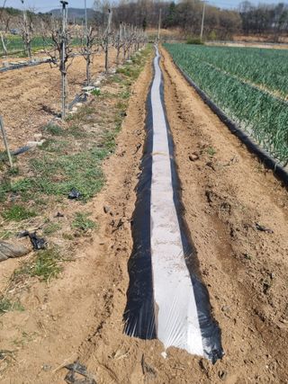 해찬들농원님의 감자 · 영농일지 작성글 사진