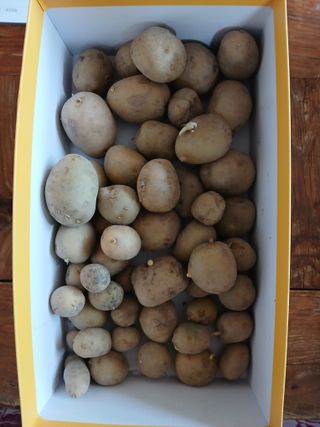 이갑덕님의 감자 · 영농일지 작성글 사진