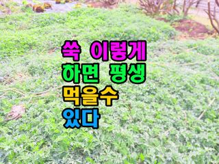 꿈꾸는텃밭님의 기타작물 · 영농일지 작성글 사진