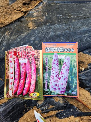 정조연님의 기타작물 · 영농일지 작성글 사진