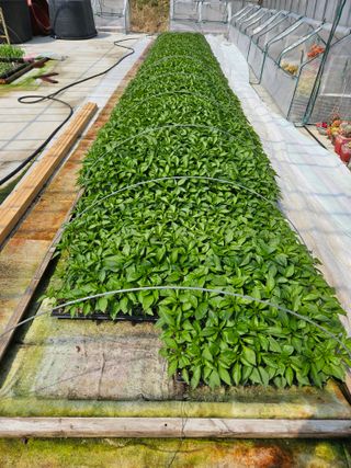 백호순(후추)님의 고추 · 영농일지 작성글 사진