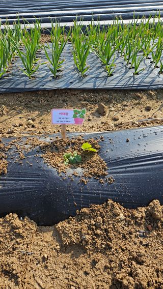 이순정님의 기타작물 · 영농일지 작성글 사진