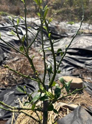 백민곤님의 기타작물 · 영농일지 작성글 사진