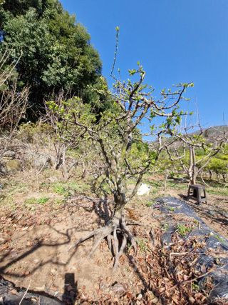 김재열님의 기타작물 · 영농일지 작성글 사진