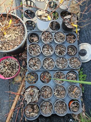 김재현님의 자두 · 영농일지 작성글 사진