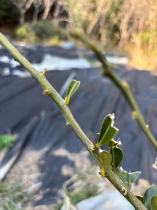 백민곤님의 기타작물 · 영농일지 작성글 사진