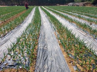 태일농산이정수님의 마늘 · 영농일지 작성글 사진