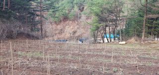 변호연님의 두릅 · 영농일지 작성글 사진