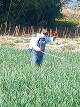 팜모닝 양파·영농일지 게시글 이미지