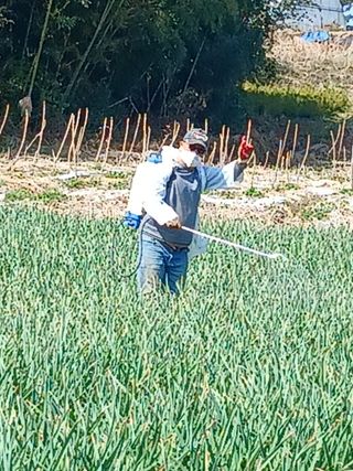 소병기 정직한농장님의 양파 · 영농일지 작성글 사진