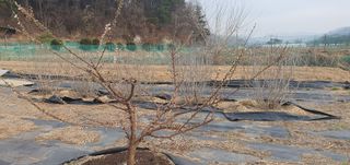 박상중님의 기타작물 · 영농일지 작성글 사진