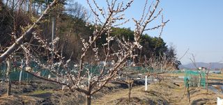 박상중님의 기타작물 · 영농일지 작성글 사진