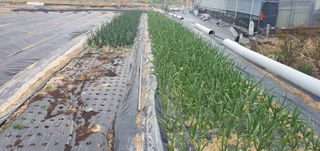 박상중님의 기타작물 · 영농일지 작성글 사진