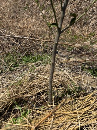 백민곤님의 기타작물 · 영농일지 작성글 사진