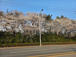 토종님의 기타작물 · 영농일지 작성글 사진