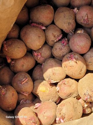 조상연님의 기타작물 · 영농일지 작성글 사진