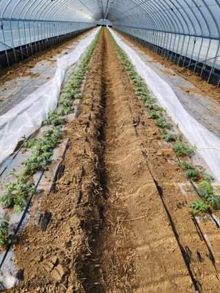 김저팔계님의 기타작물 · 영농일지 작성글 사진