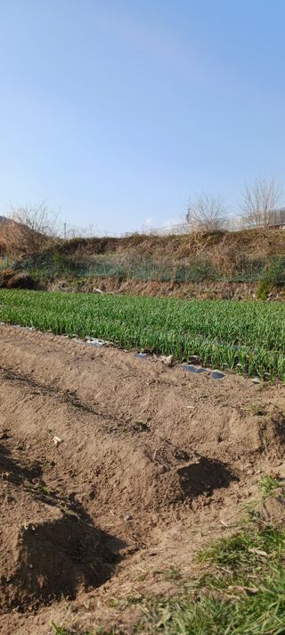 김 연님의 기타작물 · 영농일지 작성글 사진