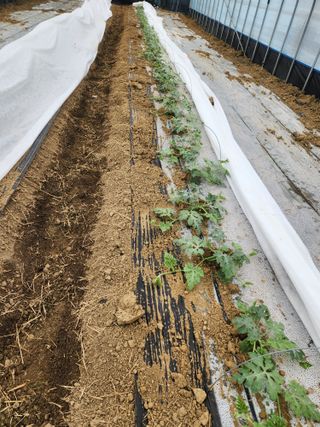 김저팔계님의 기타작물 · 영농일지 작성글 사진