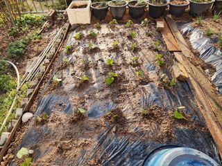 허인녕님의 기타작물 · 영농일지 작성글 사진