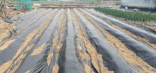 박상중님의 기타작물 · 영농일지 작성글 사진