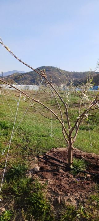 김 연님의 기타작물 · 영농일지 작성글 사진