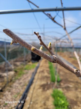 조상연님의 기타작물 · 영농일지 작성글 사진