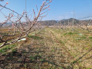 해찬들농원님의 복숭아 · 영농일지 작성글 사진